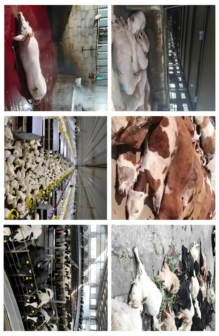 Slaughterhouse Harmless Treatment Machine